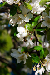 Wasp collects nectar from an apple tree flower. Spring blooming