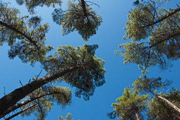 Canopies of pines in Wai-o-Tapu Thermal Wonderland,Waikato Region on North Island of New Zealand
