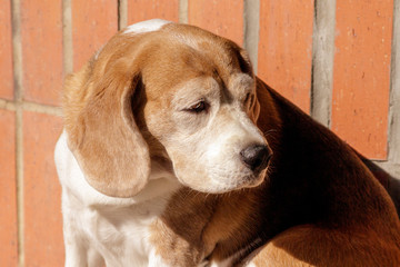 beagle dog portrait looking down