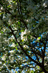 Apple tree in bloom. Apple tree branch with flowers. Spring blooming. Nature