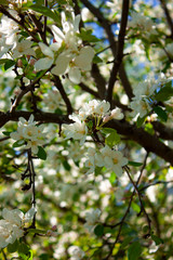 Apple tree in bloom. Apple tree branch with flowers. Spring blooming. Nature