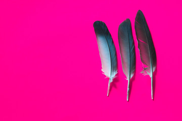 Frame of black feathers on a Pink background. Emo style frame made of boa (feather scarf) isolated on purple. exotic soft beautiful black feather. Feathers laid out around. A fan in dark colors