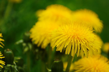 Macro Photo of a dandelion plant. Dandelion plant with a fluffy yellow bud. Yellow dandelion flower growing in the ground. Dandelion with plant Lamium purpureum