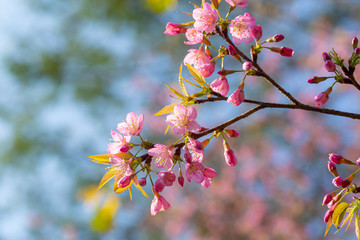 Branch of Prunus Kanzan cherry. Pink double flowers and green leaves in the blue sky background, close up. Prunus serrulata, flowering tree, called as Kwanzan, Sekiyama cherry, Japanese cherry, Sakura