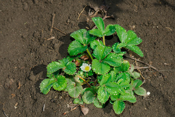 Raindrops on strawberry leaves
