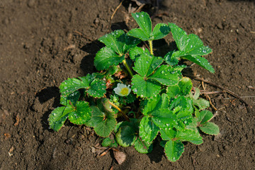 Raindrops on strawberry leaves