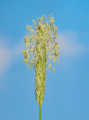 Details einer Gras Blütenähre vor blauem Himmel, Makrofoto einer Grasblütenähre mit Staubbeuteln voller Pollen, Blühendes Gras, Pollen einer Grasblüte, Gras Blüte, Grasblüte mit Staubbeutel	