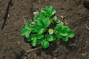 Raindrops on strawberry leaves