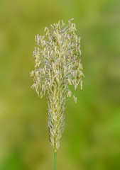 Grasblütenähre mit Staubbeuteln im Detail, Gräserblütenähre vor grasgrünem Hintergrund, Grasblüte mit Gräserpollen, blühendes Gras mit Staubbeuteln und Pollen, Pollengefüllte Gräser Staubbeutel