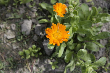 yellow flowers in the garden