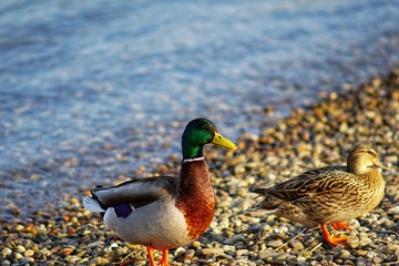 duck and ducklings