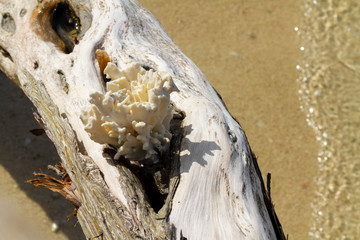 Coral blanco sobre tronco de árbol seco a la orilla Del Mar