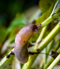 Land slugs creeps on a plant in the garden. Selective focus.