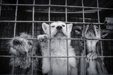 Three dogs in a shelter looking at a person in hope