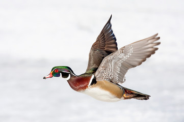 Wood duck male taking flight in winter in Ottawa, Canada