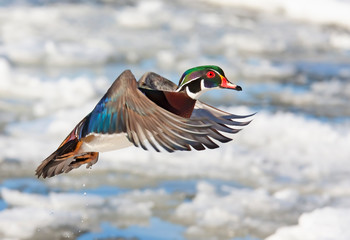 Wood duck male (Aix sponsa) with colourful wings taking flight over the winter snow in Ottawa,...