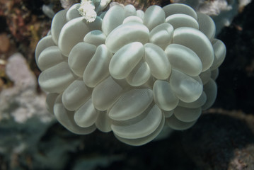 Clown Anemonefish, Amphiprion percula, swimming among the tentacles of its anemone home. Romblon, Anilao, Phillippines.