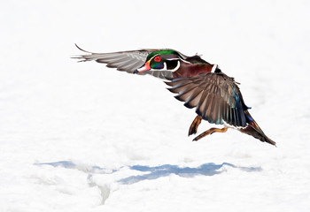 Wood duck male (Aix sponsa) with colourful wings taking flight over the winter snow in Ottawa, Canada