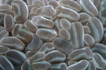 Clown Anemonefish, Amphiprion percula, swimming among the tentacles of its anemone home. Romblon,...