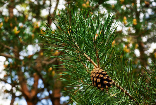 pine cone detailed photo, from spring walk