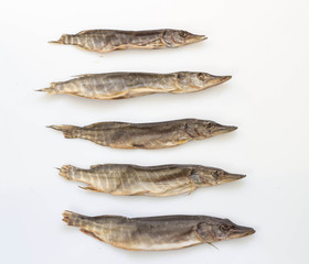 pike to beer dried on a white background small squints