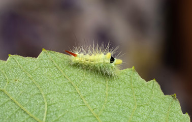 Pale tussock moth caterpillar creeps along the edge of the leaf.