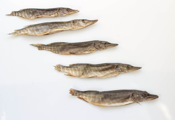 pike to beer dried on a white background small squints