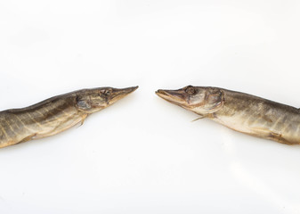 pike to beer dried on a white background small squints