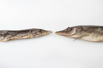 pike to beer dried on a white background small squints