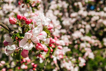 Shallow depth of field. Flowers of an apple tree