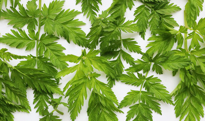 Green, patterned leaves are laid out on a white surface. Nature, background, texture. Light background with greenery, pattern of living leaves