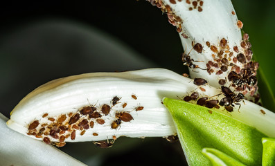 Aphids are a parasitic insect that sucks juice from flowers. Ants taking care of aphids.