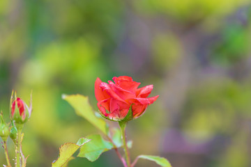 Tender pink rose on a blurry background of a morning garden in spring. Selective focus. 