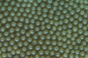 Clown Anemonefish, Amphiprion percula, swimming among the tentacles of its anemone home. Romblon,...