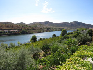 Fototapeta premium viñedo y rio 2