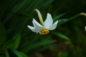 Fototapeta na wymiar bright yellow daffodil flower in spring macro