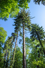 Tall pine trees in the forest around Samobor, small tourist town near Zagreb city. In croatian 