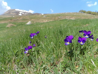 Fleur en montagne