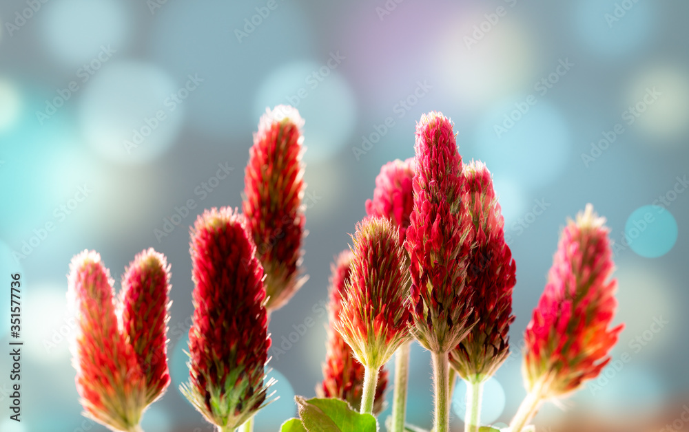 Wall mural abstract blurred nature background clover flower. abstract nature bokeh pattern