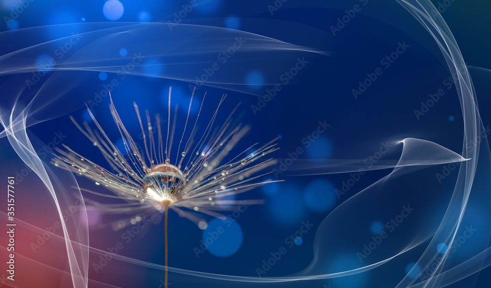 Canvas Prints abstract blurred nature background dandelion seeds parachute. abstract nature bokeh pattern