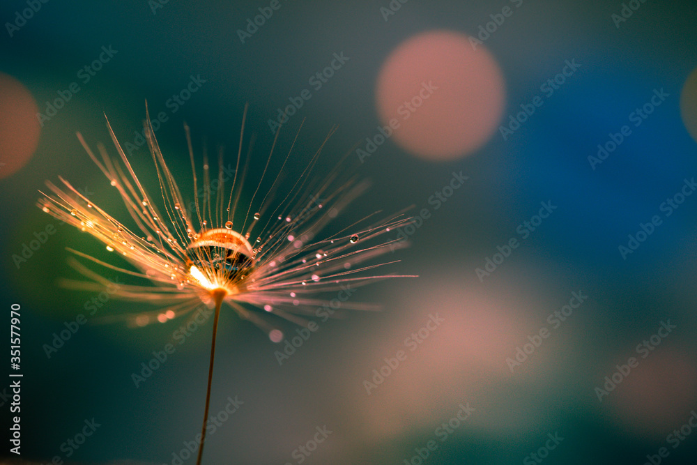 Wall mural abstract blurred nature background dandelion seeds parachute. abstract nature bokeh pattern