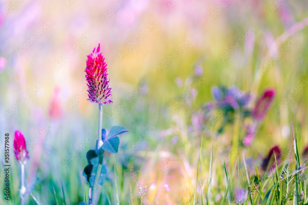 Wall mural abstract blurred nature background clover flower. abstract nature bokeh pattern