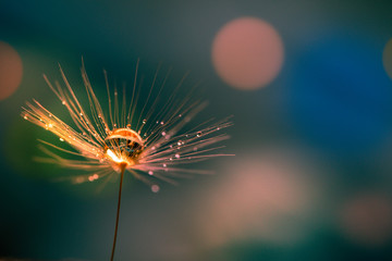 Abstract blurred nature background dandelion seeds parachute. Abstract nature bokeh pattern - 351577970