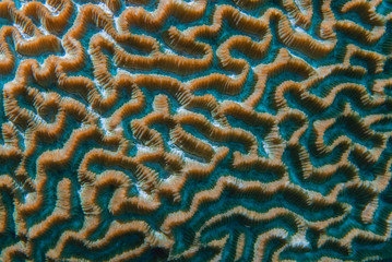 Clown Anemonefish, Amphiprion percula, swimming among the tentacles of its anemone home. Romblon, Anilao, Phillippines.