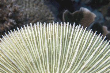 Clown Anemonefish, Amphiprion percula, swimming among the tentacles of its anemone home. Romblon, Anilao, Phillippines.