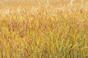 Golden ripe wheat soya, a field in the sun, a New crop. Agricultural industry