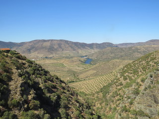 paisaje viñedo 2