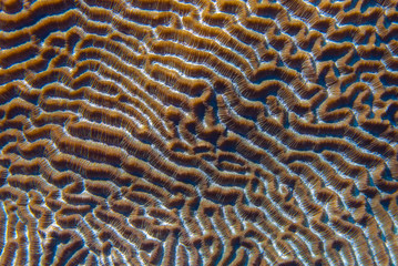 Clown Anemonefish, Amphiprion percula, swimming among the tentacles of its anemone home. Romblon, Anilao, Phillippines.