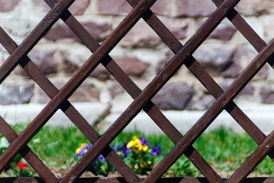 Wooden lattice with spring flowers in the garden of the background