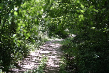 footpath in the forest